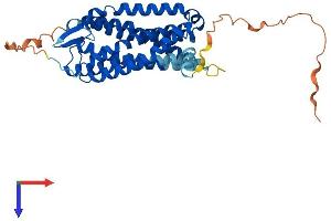 P2RY4 Protein (AA 1-365) (His tag)
