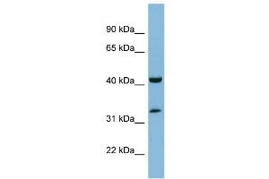 WB Suggested Anti-RAGE Antibody Titration: 0.
