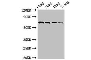 Western Blot Positive WB detected in Recombinant protein All lanes: pvdA antibody at 2. (PvdA (AA 1-443) 抗体)