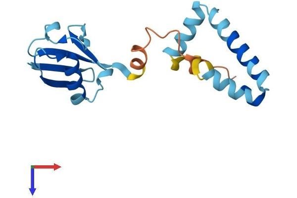 UBL4A Protein (AA 1-157) (His tag)