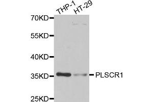 Western blot analysis of extracts of THP1 and HT29 cell lines, using PLSCR1 antibody. (PLSCR1 抗体)