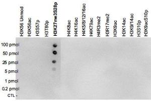 A Dot Blot analysis was performed to test the cross reactivity of H3K27me3S28p polyclonal antibody  with peptides containing other modifications of histone H3 and H4 and with peptides containing unmodified sequences from histone H3. (Histone 3 抗体  (H3K27me3, pSer10))