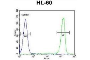 Flow cytometric analysis of HL-60 cells using ITIH1 / IGHEP1 Antibody (Center) Cat. (ITIH1 抗体  (Middle Region))