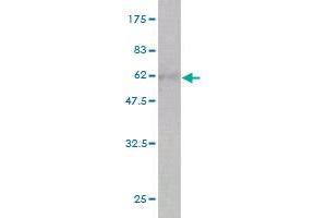 Western Blot detection against Immunogen (54. (CA1 抗体  (AA 1-261))