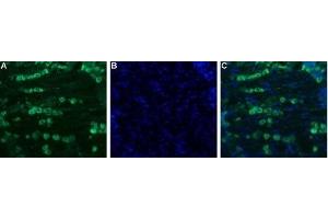 Expression of NaV1. (SCN11A 抗体  (Intracellular))