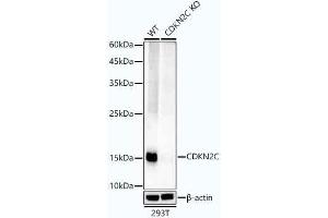 Western blot analysis of extracts from wild type(WT) and CDKN2C knockout (KO) 293T cells, using CDKN2C antibody  at 1:1000 dilution. (CDKN2C 抗体)