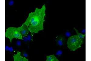 Anti-BTN1A1 mouse monoclonal antibody (ABIN2452846) immunofluorescent staining of COS7 cells transiently transfected by pCMV6-ENTRY BTN1A1 (RC223852). (BTN1A1 抗体)
