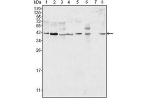 Western Blotting (WB) image for anti-Mitogen-Activated Protein Kinase 1 (MAPK1) antibody (ABIN1107133) (ERK2 抗体)