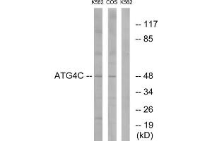 Western blot analysis of extracts from K562 cells and COS7 cells, using ATG4C antibody. (ATG4C 抗体  (N-Term))