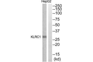 Western blot analysis of extracts from HepG2 cells, using KLRC1 antibody. (KLRC1 抗体  (N-Term))