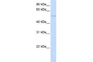 WB Suggested Anti-ACVR1 Antibody Titration:  0. (ACVR1 抗体  (N-Term))