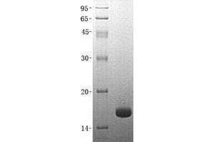 Validation with Western Blot