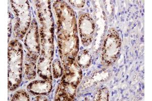 Image no. 3 for anti-Integrin alpha FG-GAP Repeat Containing 3 (ITFG3) antibody (ABIN1498916)