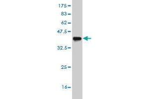 Western Blot detection against Immunogen (36. (ASCL1 抗体  (AA 137-236))