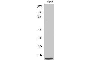 Western Blotting (WB) image for anti-Pre-mRNA Branch Site Protein p14 (SF3B14) (C-Term) antibody (ABIN3186873) (Pre-mRNA Branch Site Protein p14 (SF3B14) (C-Term) 抗体)