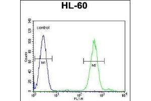 Flow Cytometry (FACS) image for anti-Forkhead Box C2 (MFH-1, Mesenchyme Forkhead 1) (FOXC2) (AA 183-210) antibody (ABIN655526)