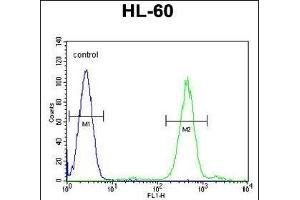 FOXC2 Antibody (Center ) (ABIN655526 and ABIN2845039) flow cytometric analysis of HL-60 cells (right histogram) compared to a negative control cell (left histogram). (FOXC2 抗体  (AA 183-210))