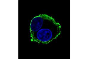 Confocal iunofluorescent analysis of P14 Antibody (C-term) (ABIN658994 and ABIN2838037) with HepG2 cell followed by Alexa Fluor® 488-conjugated goat anti-mouse lgG (green). (MMP14 抗体  (C-Term))