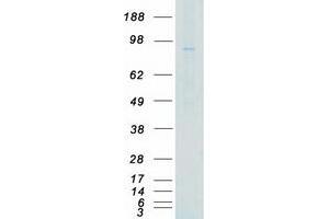 Western Blotting (WB) image for Mitogen-Activated Protein Kinase Kinase Kinase Kinase 5 (MAP4K5) (Transcript Variant 2) protein (Myc-DYKDDDDK Tag) (ABIN2725406)