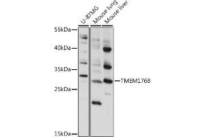 Western blot analysis of extracts of various cell lines, using TMEM176B antibody (ABIN7270960) at 1:1000 dilution.