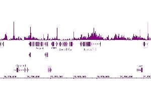 Histone H4K5ac antibody (pAb) tested by ChIP-Seq. (Histone H4 抗体  (acLys5))