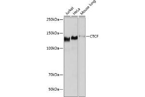 Western blot analysis of extracts of various cell lines, using CTCF antibody (ABIN7266164) at 1:1000 dilution. (CTCF 抗体)