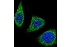 Confocal immunofluorescent analysis of MMP7 antibody with 293 cells followed by Alexa Fluor 488-conjugated goat rabbit lgG (green). (MMP7 抗体  (AA 117-146))