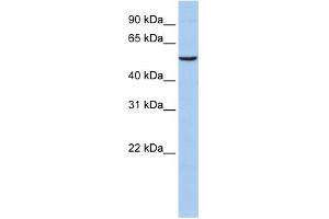 WB Suggested Anti-PPARA Antibody Titration:  0. (PPARA 抗体  (N-Term))