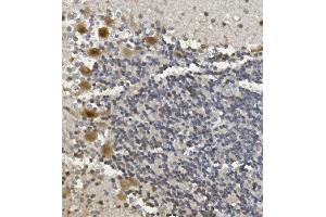 IHC analysis of Rad9b using anti-Rad9b antibody (ABIN7599360). (RAD9B 抗体  (AA 1-403))
