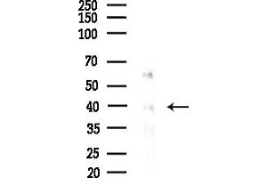 anti-Calcium Activated Nucleotidase 1 (CANT1) (Internal Region) antibody