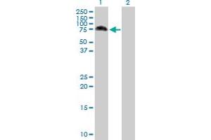 Western Blot analysis of MAP3K7 expression in transfected 293T cell line by MAP3K7 MaxPab polyclonal antibody. (MAP3K7 抗体  (AA 1-579))