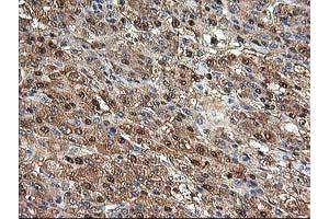 Image no. 8 for anti-Aminoacylase 1 (ACY1) antibody (ABIN1496454) (Aminoacylase 1 抗体)