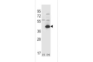 Western blot analysis of GOT1 using rabbit polyclonal GOT1 Antibody using 293 cell lysates (2 ug/lane) either nontransfected (Lane 1) or transiently transfected (Lane 2) with the GOT1 gene.