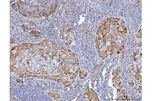IHC analysis of GLUD1/2 using anti-GLUD1/2 antibody (ABIN7602000). (GLUD1 / GLUD2 (AA 54-553) 抗体)