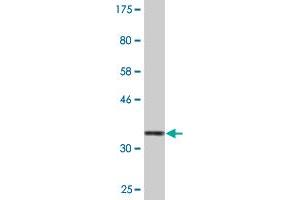 Western Blot detection against Immunogen (35. (TAO Kinase 3 抗体  (AA 809-898))