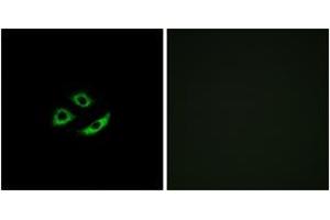 Immunofluorescence (IF) image for anti-Olfactory Receptor, Family 4, Subfamily C, Member 12 (OR4C12) (AA 260-309) antibody (ABIN2891002) (OR4C12 抗体  (AA 260-309))