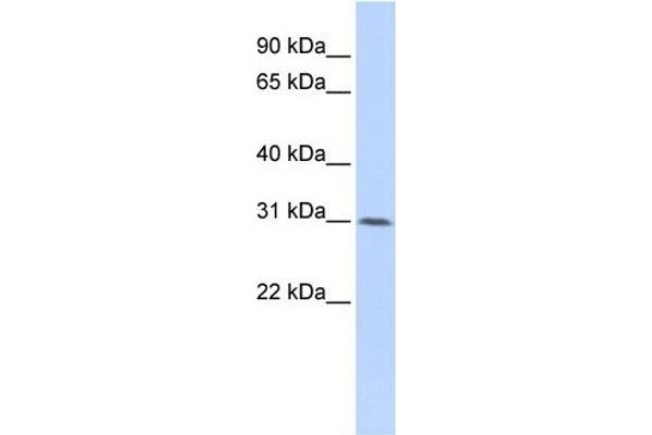 WDR33 抗体  (Middle Region)