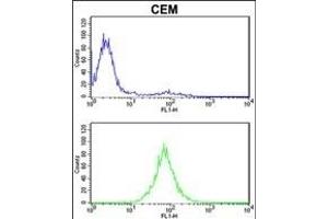 PSMD7 Antibody (N-term) (ABIN389456 and ABIN2839522) flow cytometric analysis of CEM cells (bottom histogram) compared to a negative control cell (top histogram). (PSMD7 抗体  (N-Term))