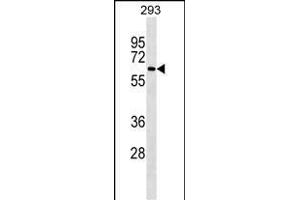 NCOA4 Antibody ABIN1539863 western blot analysis in 293 cell line lysates (35 μg/lane). (NCOA4 抗体)