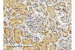 ABIN2562421 (4µg/ml) staining of paraffin embedded Human Kidney. (ENOX2 抗体  (Internal Region))