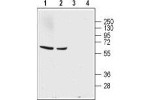 Western blot analysis of rat (lanes 1 and 3) and mouse (lanes 2 and 4) brain lysates:1,2.