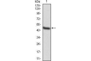 Western blot analysis using MAP3K7 mAb against human MAP3K7 (AA: 471-579) recombinant protein.