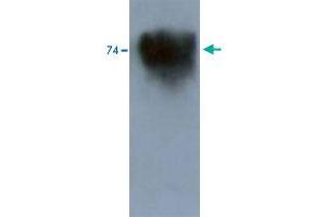 Western blot analysis in mouse brain tissue extract using Kcnd3 polyclonal antibody . (KCND3 抗体)