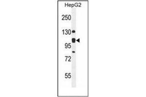 Western blot analysis of KIAA0090 Antibody (C-term) in HepG2 cell line lysates (35ug/lane).