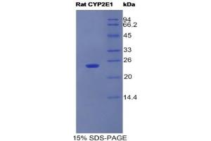 SDS-PAGE (SDS) image for Cytochrome P450, Family 2, Subfamily E, Polypeptide 1 (CYP2E1) protein (ABIN3009113)