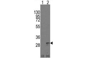 Image no. 2 for anti-KIT Ligand (KITLG) (C-Term) antibody (ABIN357009) (KIT Ligand 抗体  (C-Term))