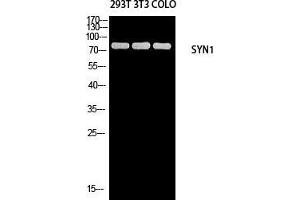 Western Blot (WB) analysis of 293T 3T3 COLO205 using SYN1 antibody. (SYN1 抗体)