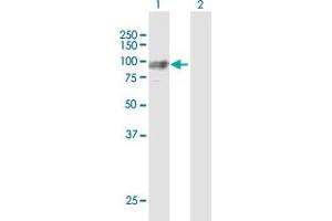 Western Blot analysis of GNS expression in transfected 293T cell line by GNS MaxPab polyclonal antibody. (GNS 抗体  (AA 1-552))