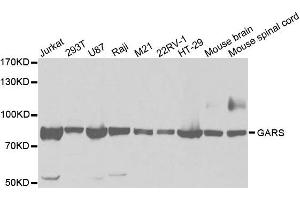 Western Blotting (WB) image for anti-Glycyl-tRNA Synthetase (GARS) antibody (ABIN1876623) (GARS 抗体)