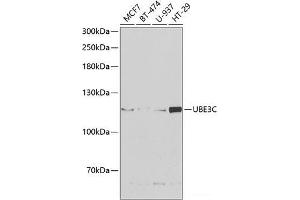 Western blot analysis of extracts of various cell lines using UBE3C Polyclonal Antibody at dilution of 1:1000. (UBE3C 抗体)